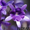 Terapia floral