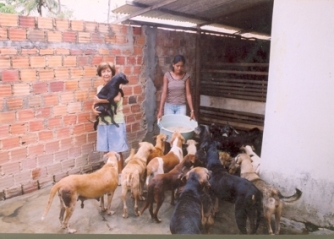 cachorros